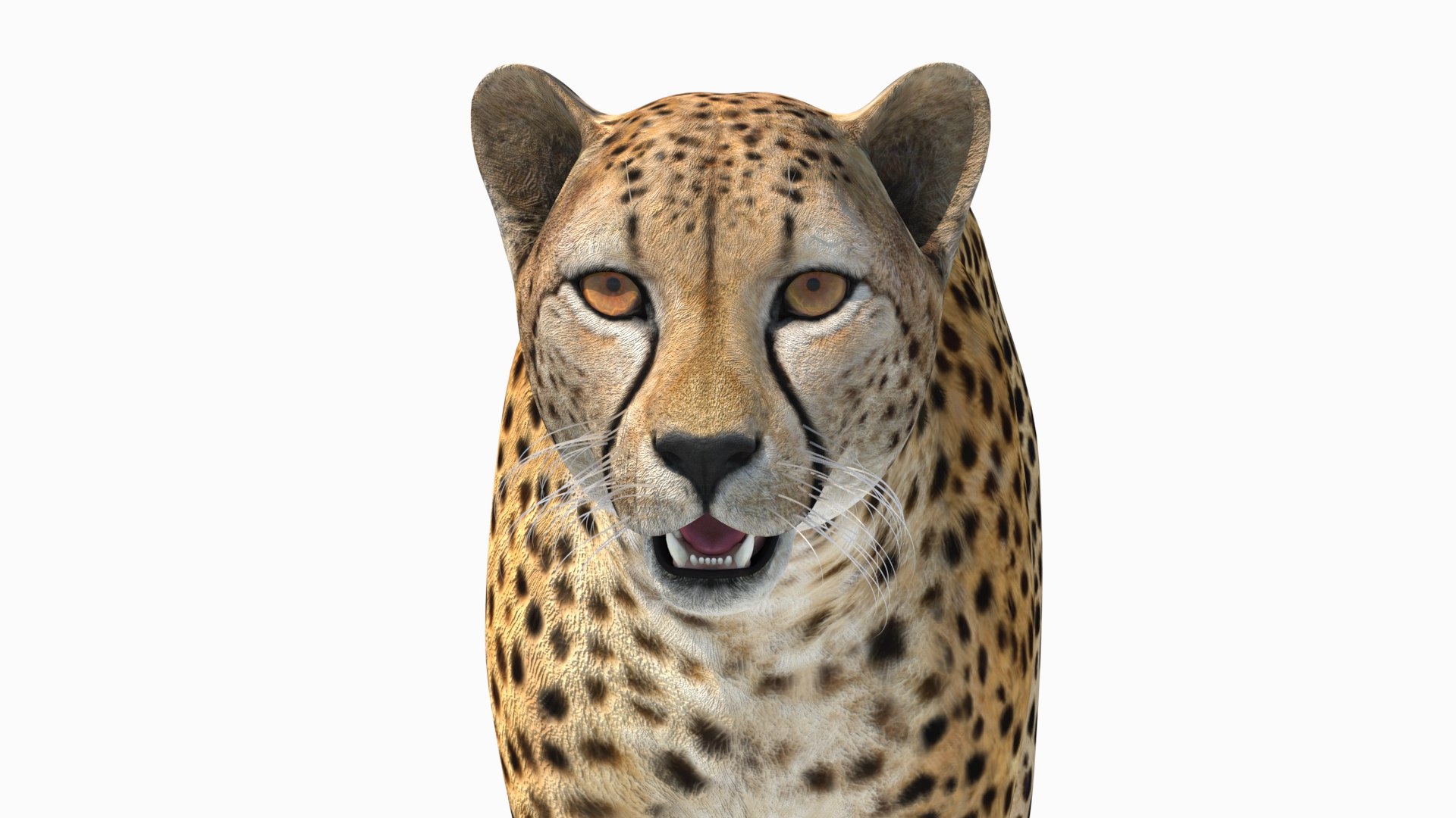 3D Game-Ready Cheetah 3D Model https://p.turbosquid.com/ts-thumb/29/MEVXgx/oi/cheetah3dmodel13/jpg/1790798805/1920x1080/fit_q87/3055915798473a0c4f7b996bed48cd2d56eb74b6/cheetah3dmodel13.jpg