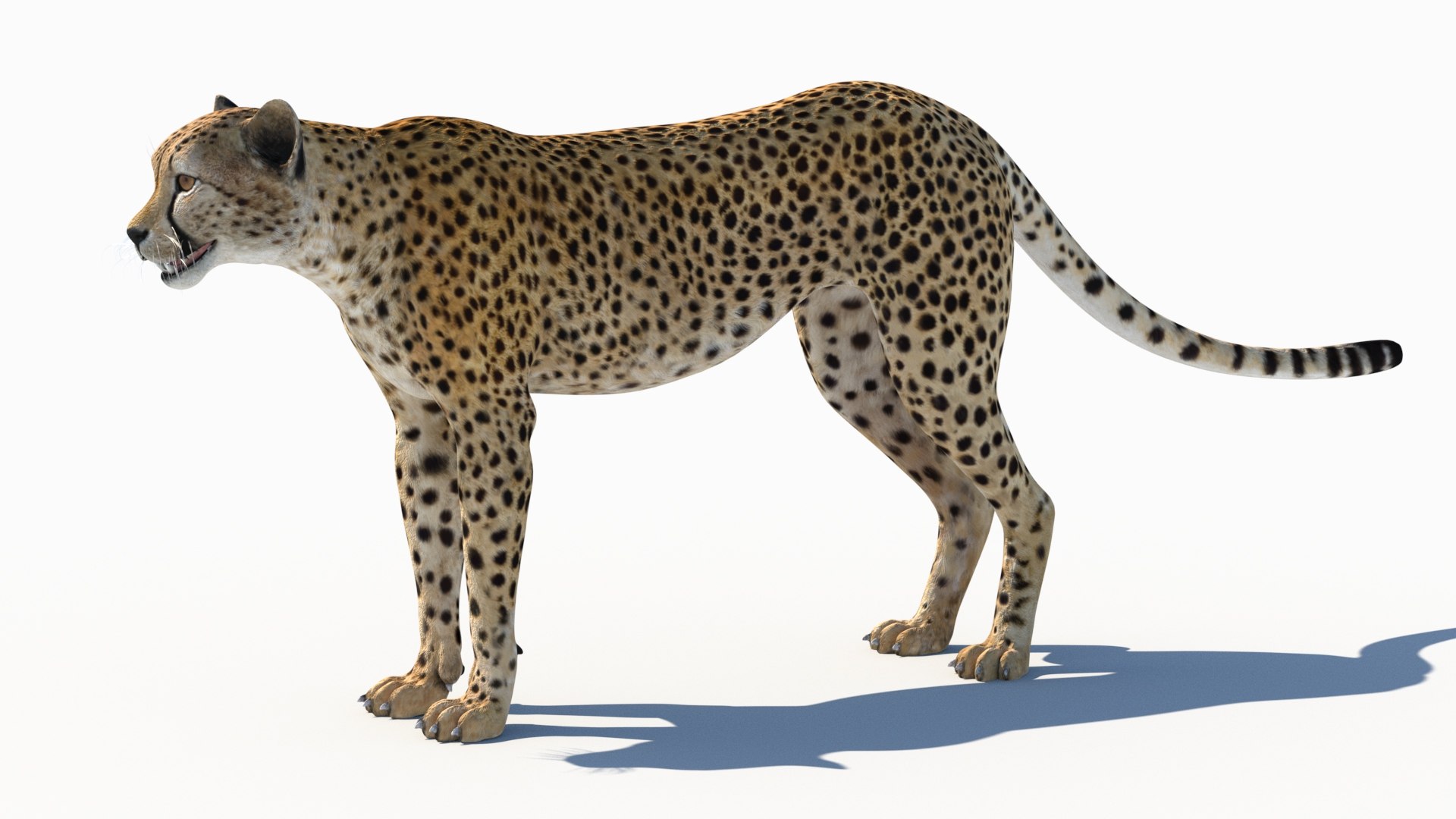 3D Game-Ready Cheetah 3D Model https://p.turbosquid.com/ts-thumb/29/MEVXgx/vr/cheetah3dmodel05/jpg/1790798801/1920x1080/fit_q87/61940f8a635f898b6cc64d886b096901334eac1b/cheetah3dmodel05.jpg