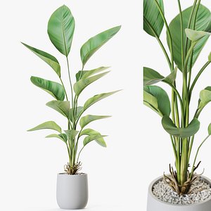 3D Plant 1211