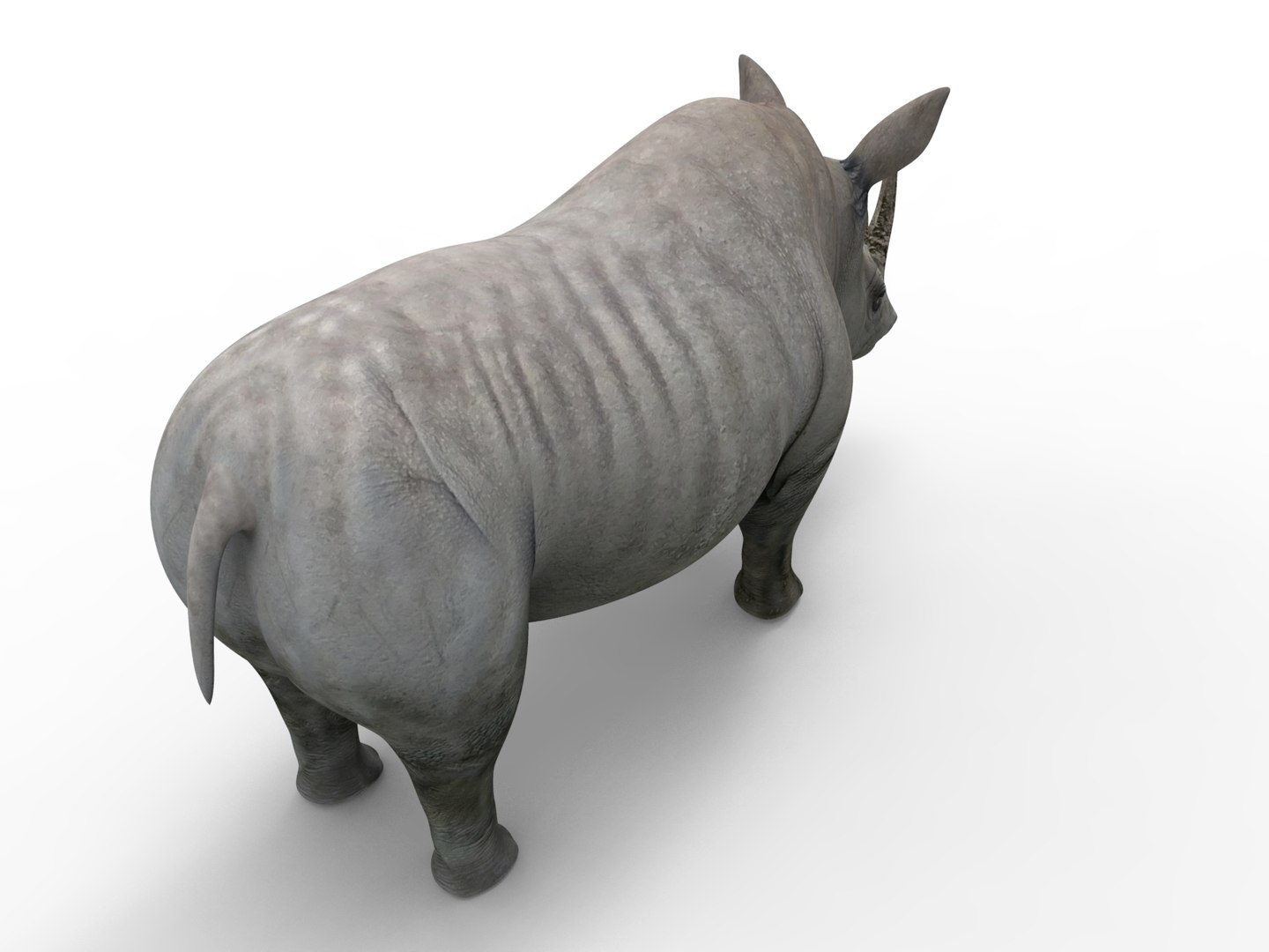 3D Realistic Rhino - TurboSquid 1256828