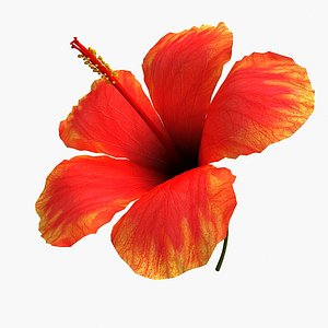 Hibiscus Flower