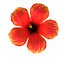 hibiscus flower max