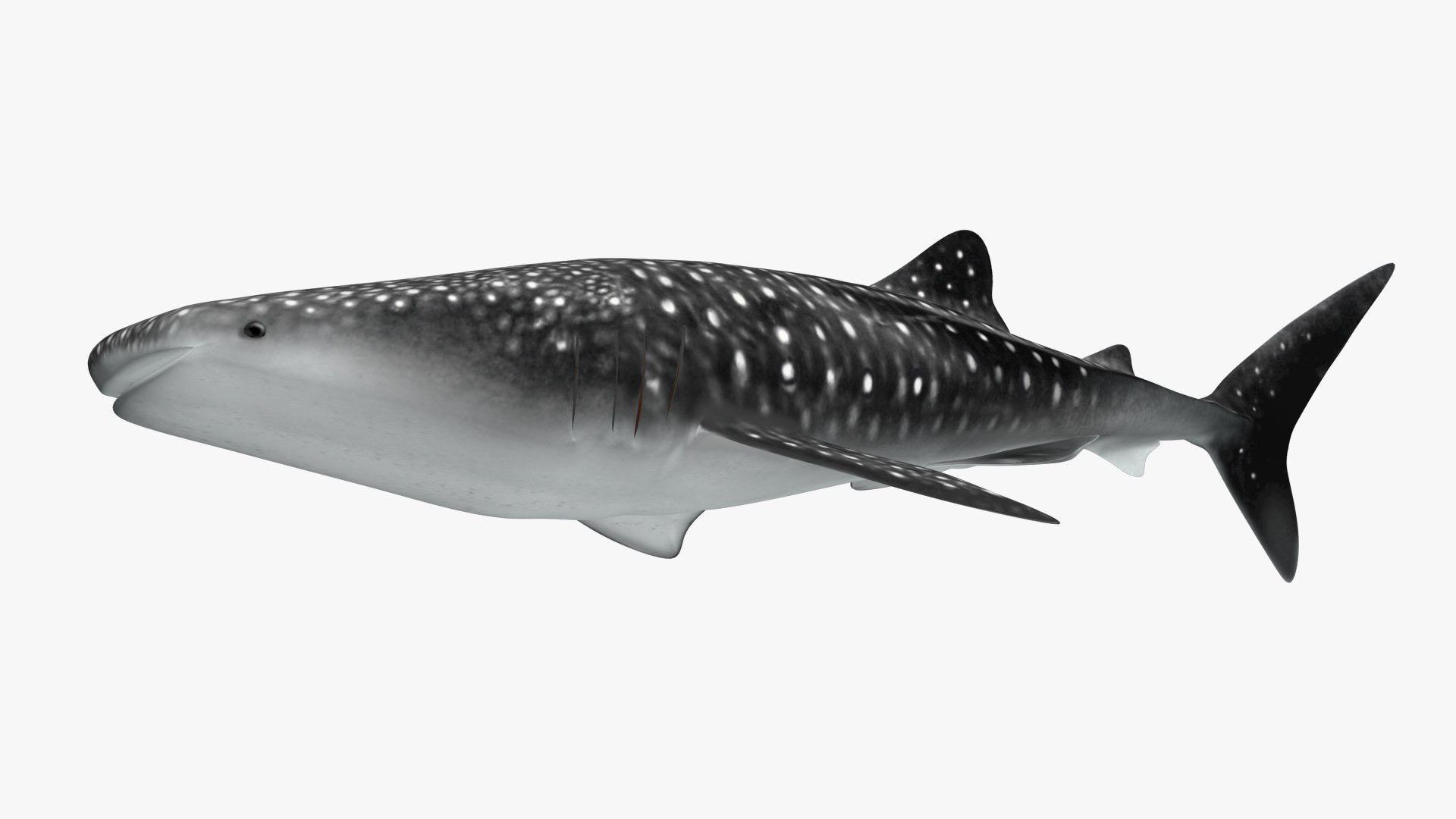ジンベイザメ3Dモデル - TurboSquid 1798130