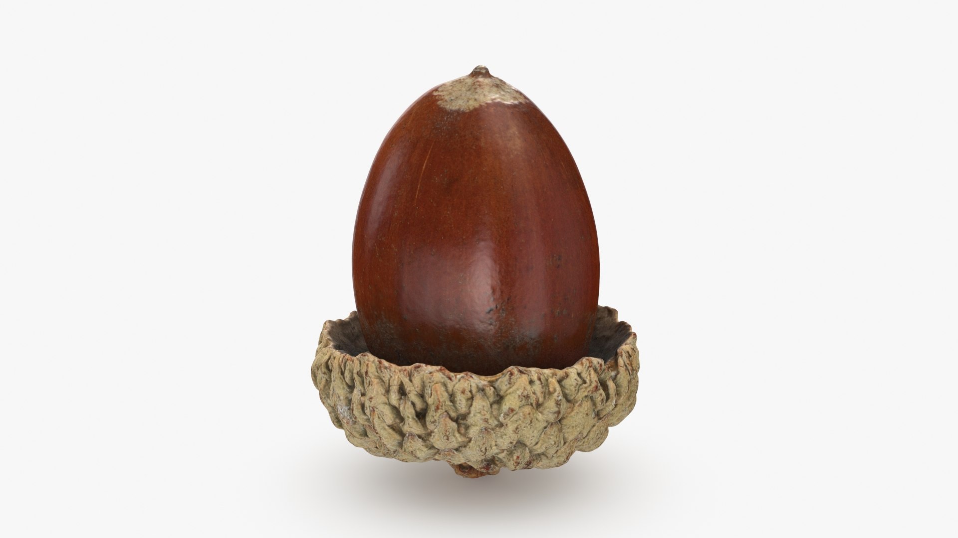 Acorn 03 3D Model - TurboSquid 2280844