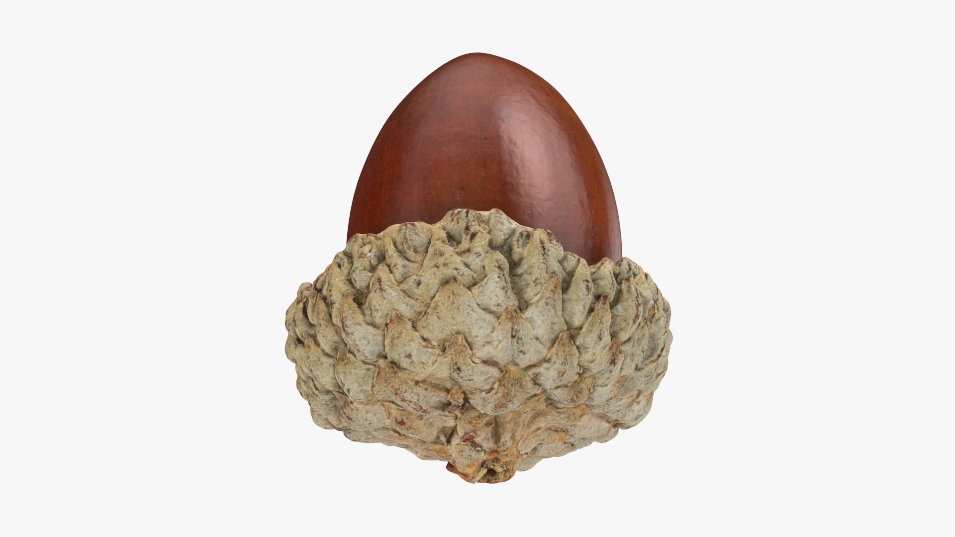 Acorn 03 3D Model - TurboSquid 2280844