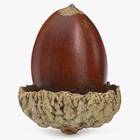 Acorn 03