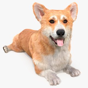 Pembroke Welsh Corgi Dog Fur for Cinema 4D Rigged model