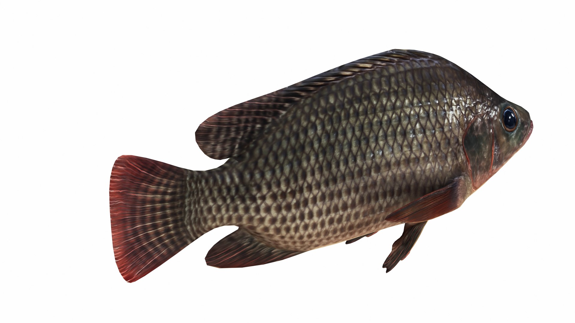 Tilapia Collection 3D model https://p.turbosquid.com/ts-thumb/29/hP43QN/2V/nilatilapia2/jpg/1743263365/1920x1080/fit_q87/f1d96b36d398d5c478d30641d7553fd36c05df87/nilatilapia2.jpg