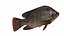 Tilapia Collection