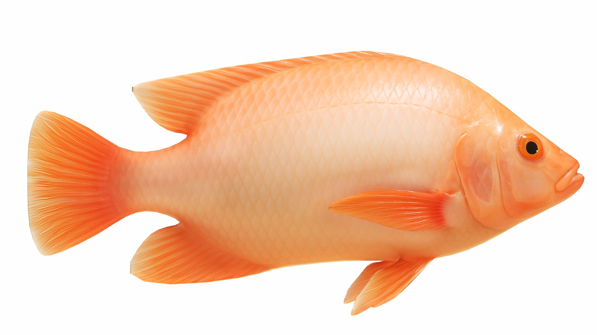 Tilapia Collection 3D model https://p.turbosquid.com/ts-thumb/29/hP43QN/58/redtilapia3/jpg/1743263173/1920x1080/fit_q87/a2f628b2fb13ef15618fd35b398393ea3f9626b2/redtilapia3.jpg