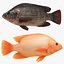 Tilapia Collection