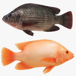 Tilapia Collection