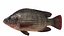 Tilapia Collection
