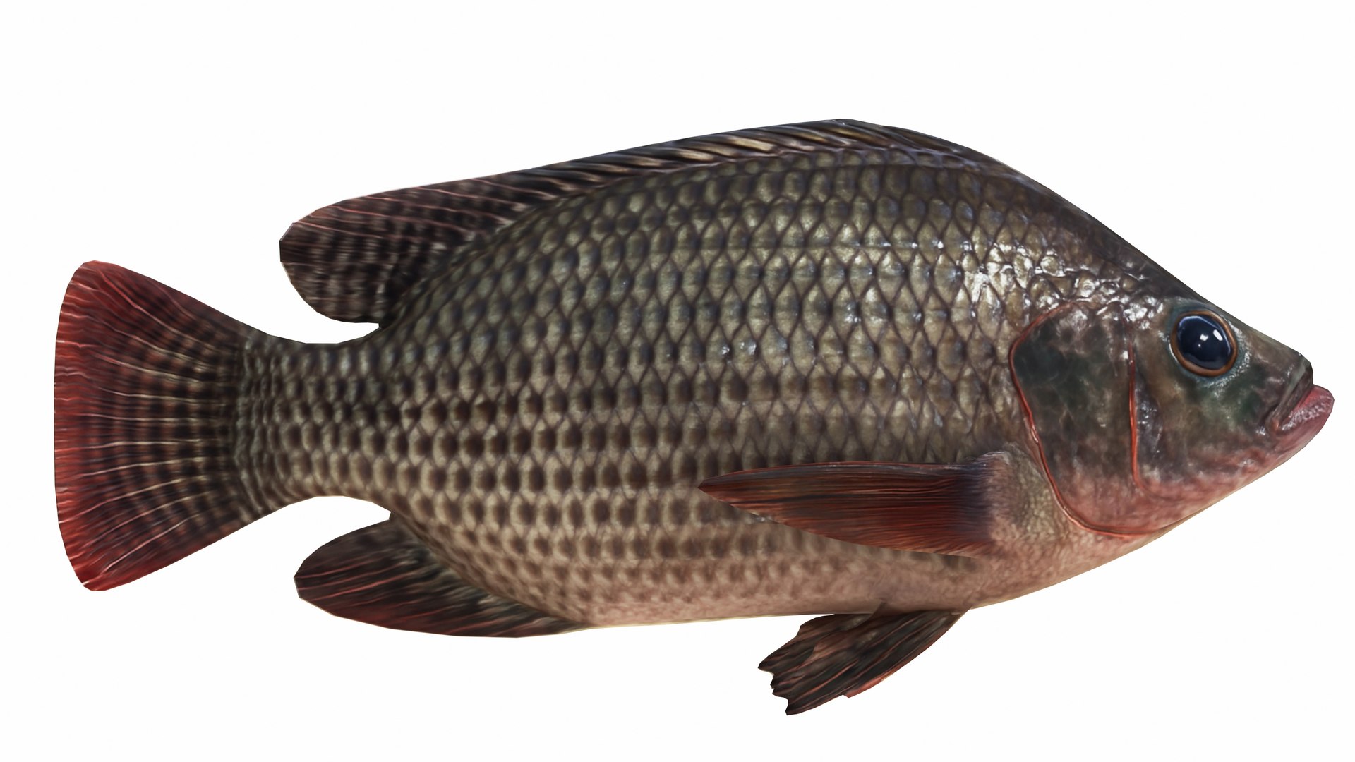 Tilapia Collection 3D model https://p.turbosquid.com/ts-thumb/29/hP43QN/g9/nilatilapia3/jpg/1743263368/1920x1080/fit_q87/37d5d3a0febadd7b0756835247a3d338d833784a/nilatilapia3.jpg