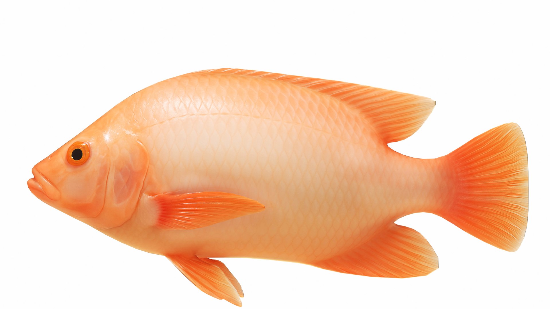 Tilapia Collection 3D model https://p.turbosquid.com/ts-thumb/29/hP43QN/q3/redtilapia6/jpg/1743263171/1920x1080/fit_q87/2da16f1e6f01cf5946c5bbe8e5925b639223891b/redtilapia6.jpg