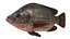 Tilapia Collection