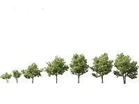 Alstonia scholaris - Norfolk Island pine