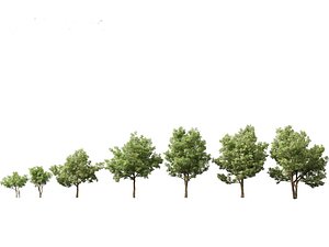 Alstonia scholaris - Norfolk Island pine