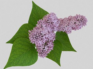 Pink lilac