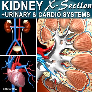 3d model cross sectional human kidney
