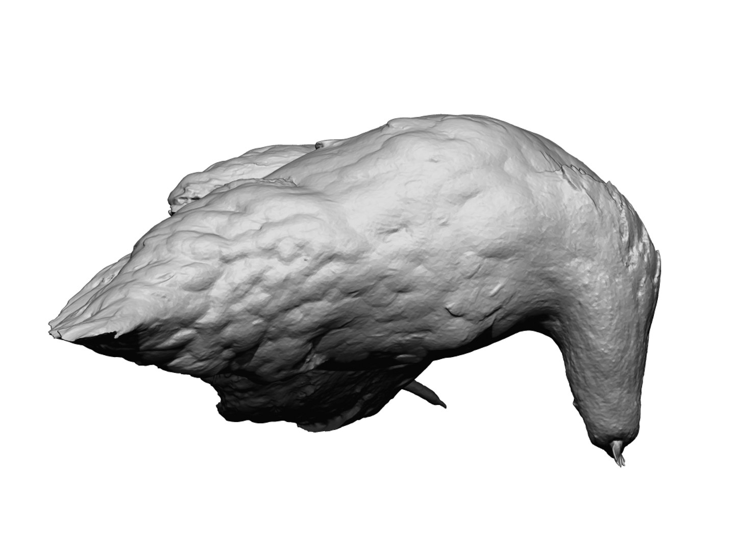 3D model real chicken scanned https://p.turbosquid.com/ts-thumb/2A/0Febrk/FHdEgmRw/06/jpg/1552567035/1920x1080/fit_q87/2762acb91a7867a3725c6ebfdf42a83997b783b4/06.jpg