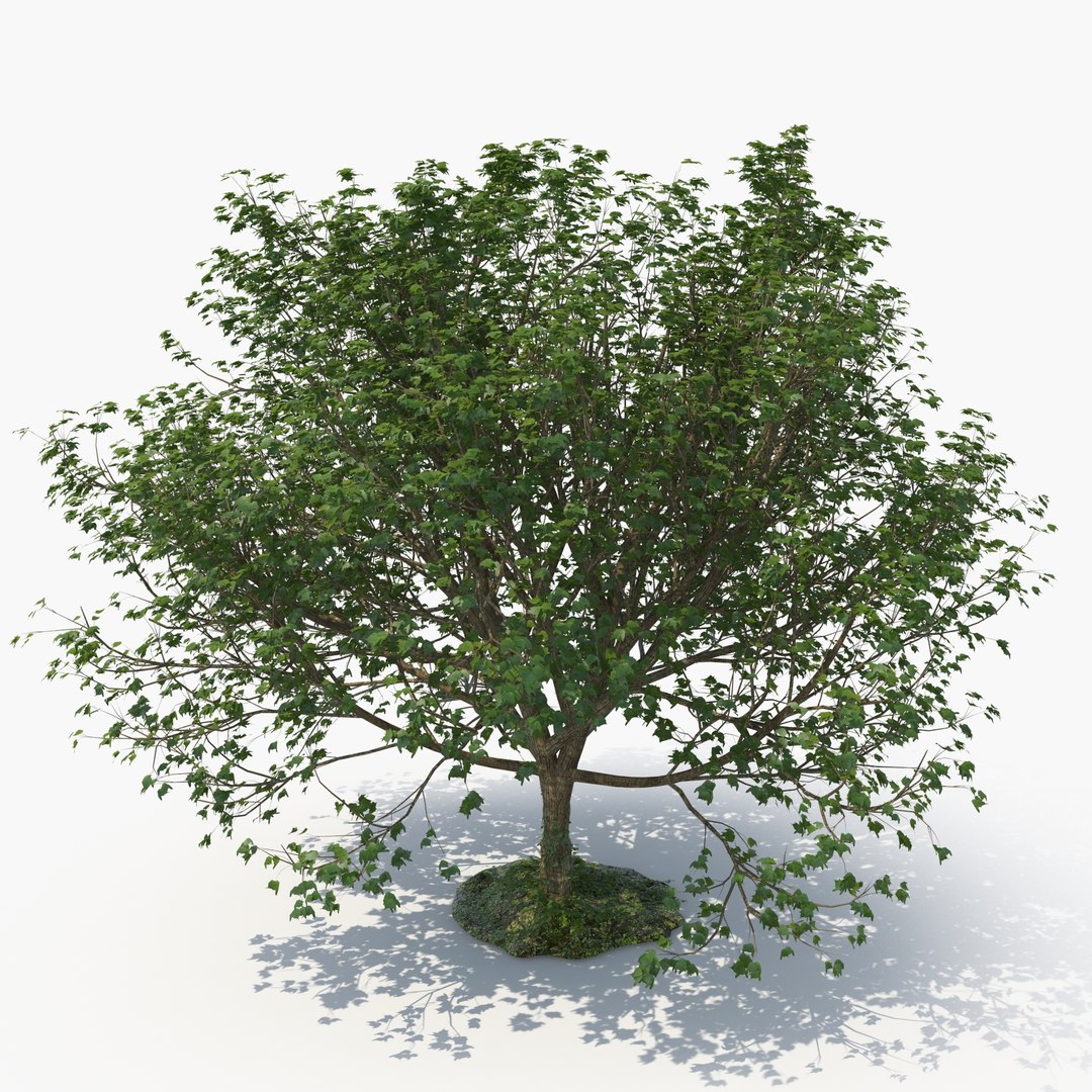 tree bundle model https://p.turbosquid.com/ts-thumb/2A/33H8yk/UZuwLt3o/ecleposs_treed0112/jpg/1789586203/1920x1080/fit_q87/a65cd0e7e314fc1bf3da889b4197f8e18b593e1c/ecleposs_treed0112.jpg
