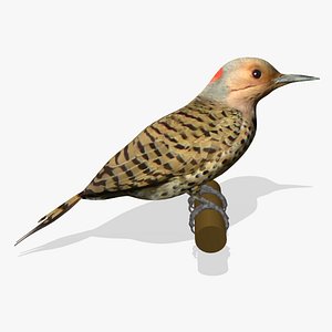 AB Woodpecker03
