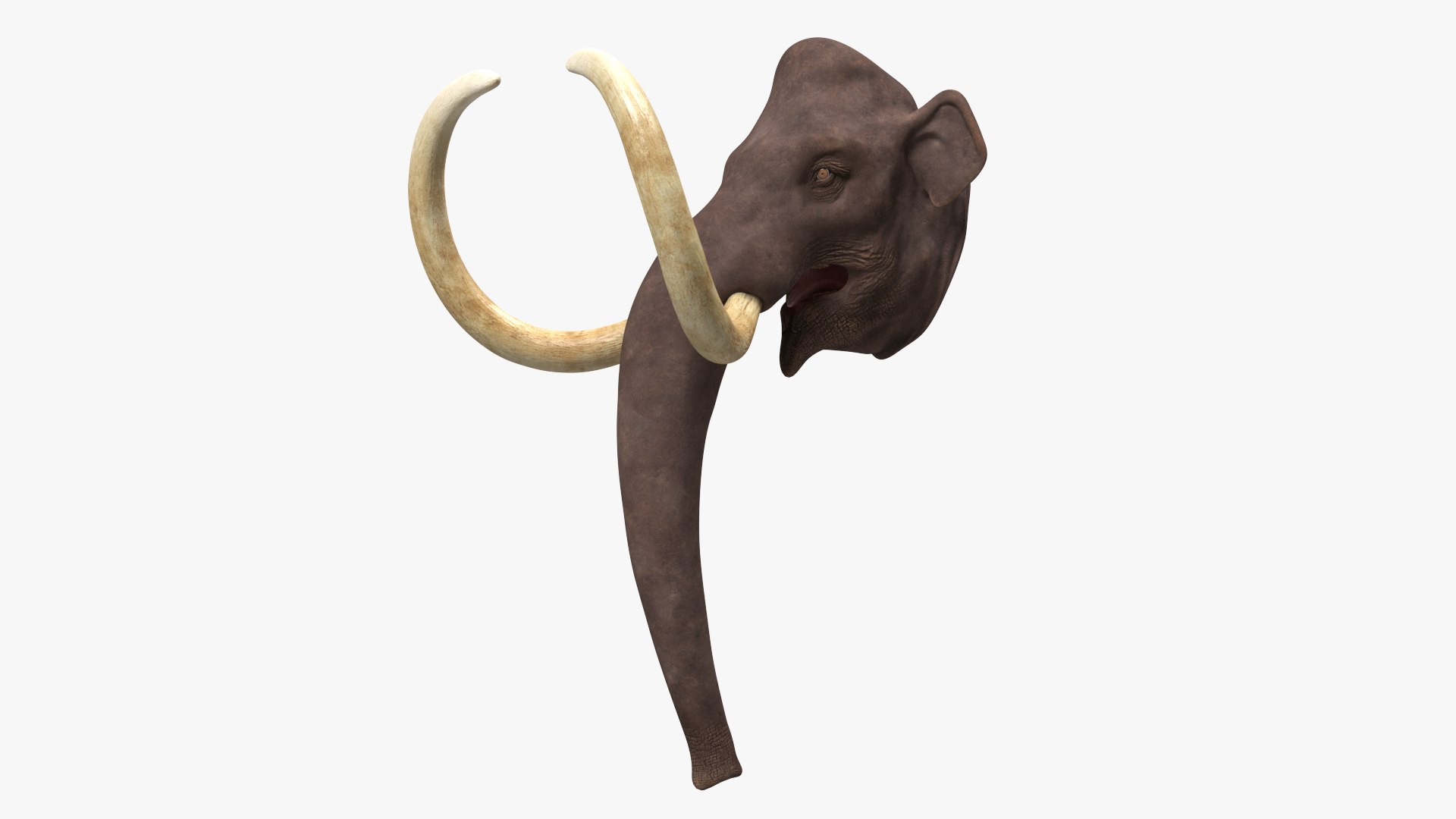Mammoth Adult Head 3D model preview