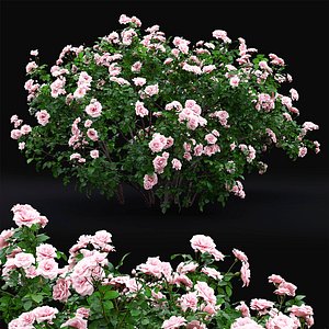 bush rose 3D model