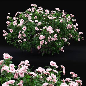 Rose bush 04