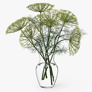 Bouquet of Dill Flowers in Vase with Water 3D model