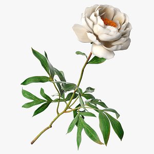 Delicate Floral Peony Branch with White Petals 3D model