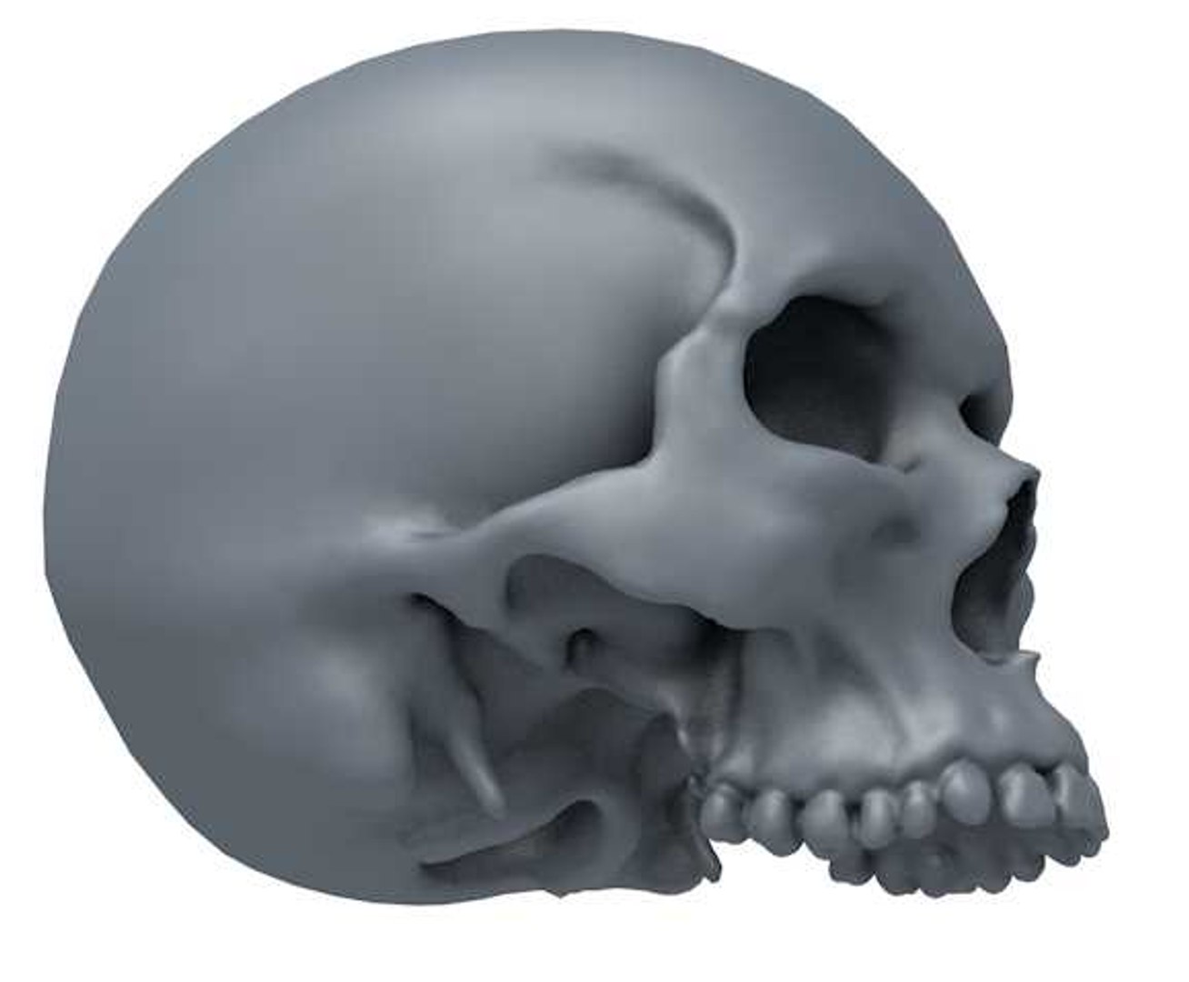 頭蓋骨顎なし3Dモデル - TurboSquid 1062359