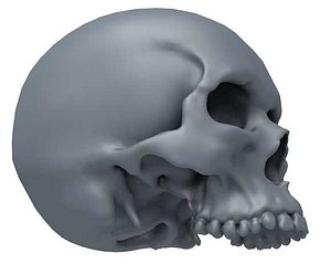 jawless skull 3d model