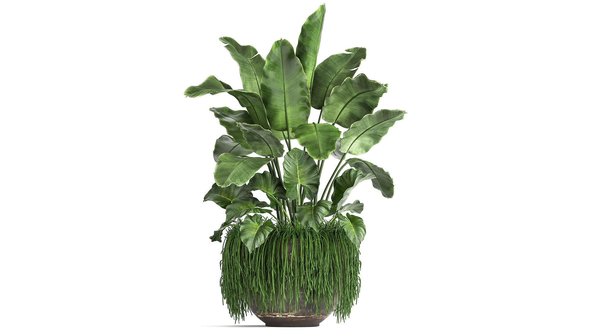Houseplants in a flowerpot for the interior 962 3D model https://p.turbosquid.com/ts-thumb/2A/ECVRly/Ax/1plants0805202103/jpg/1620648226/1920x1080/fit_q87/30151796453cc8a2335a22a20d6b4e4ac4f59d62/1plants0805202103.jpg