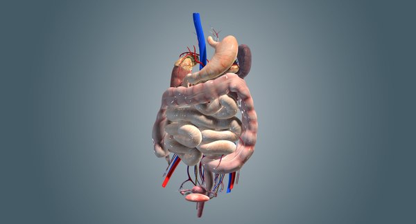 3d model abdominal organs liver