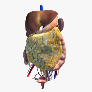 3d model abdominal organs liver