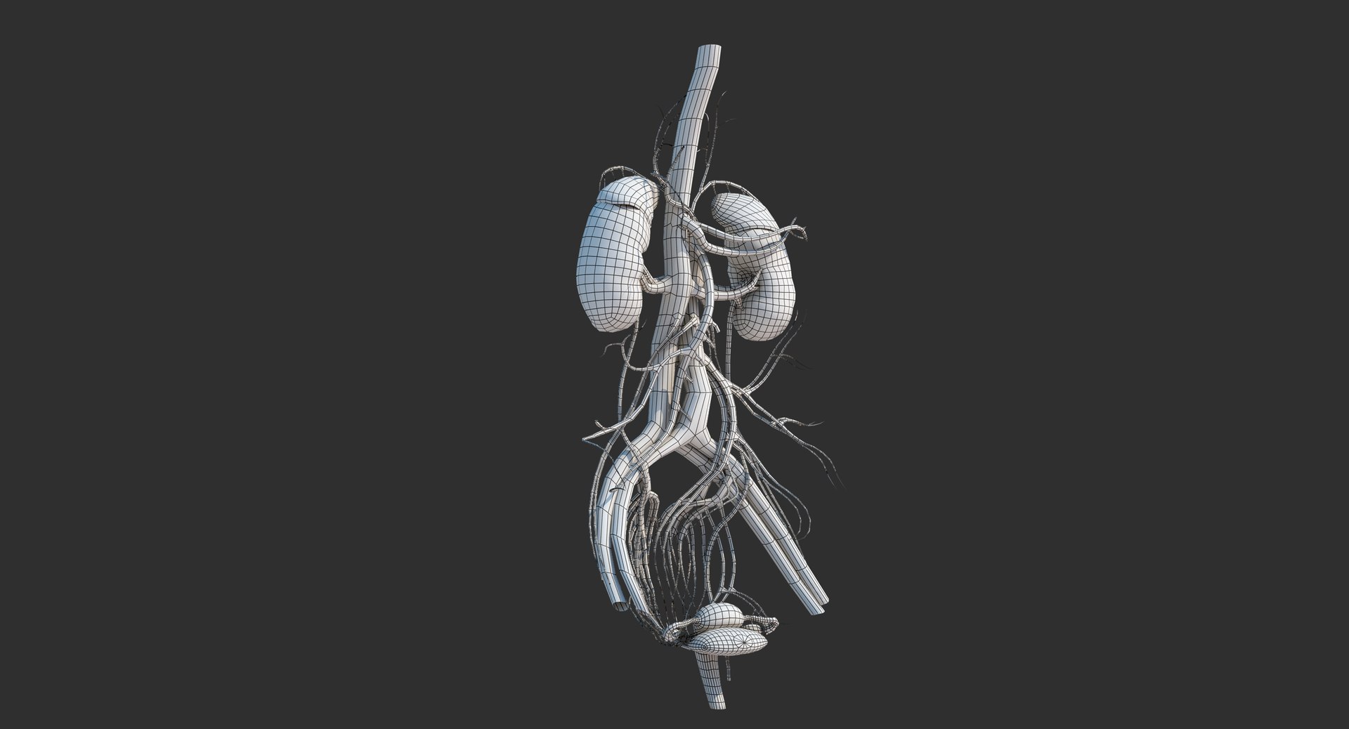 3d model abdominal organs liver