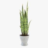 Flower Sansevieria