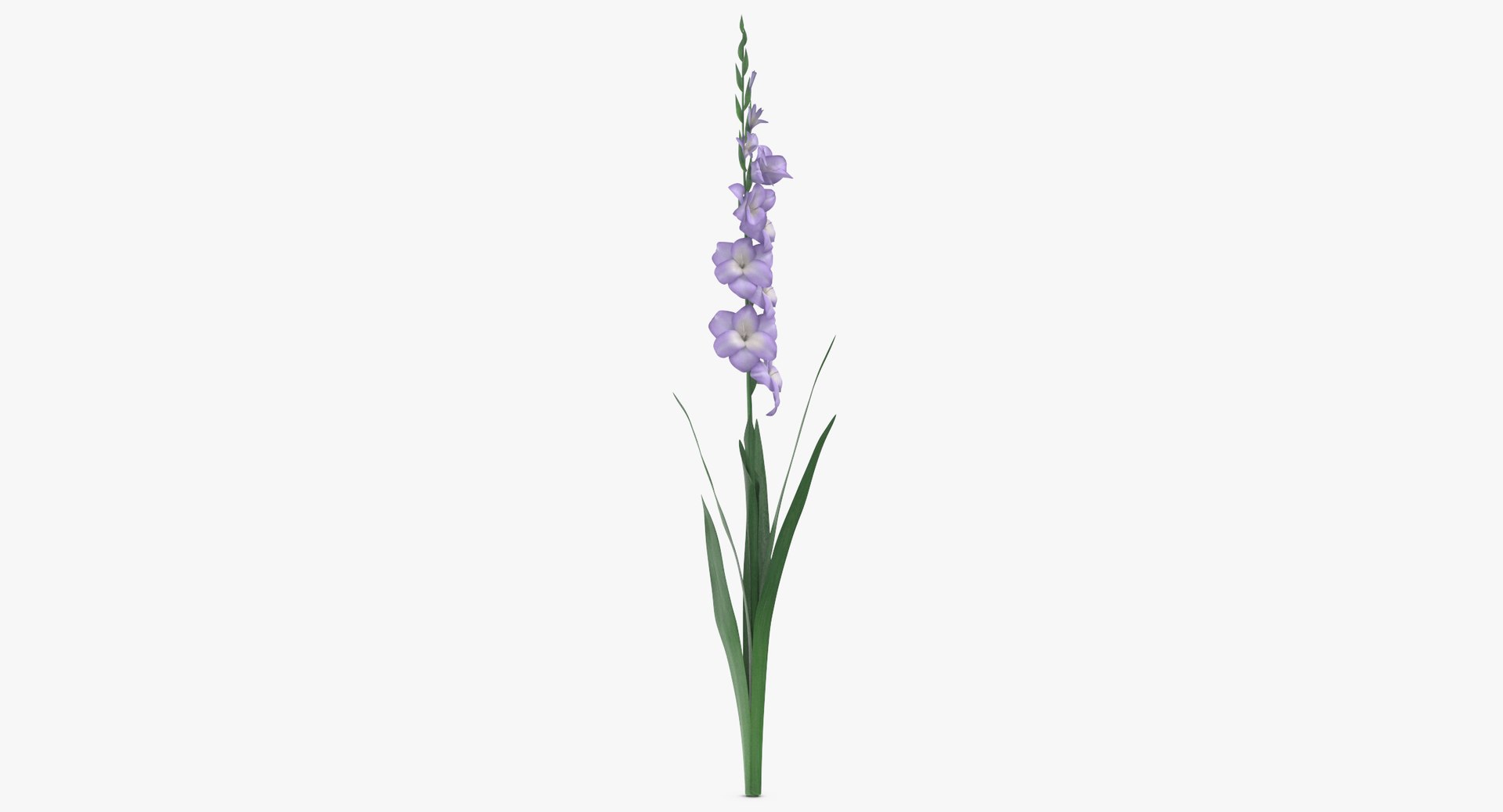 3D Violet - Model - TurboSquid 1392135
