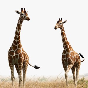 Giraffe Photoreal 3D Model - Rigged Animated XGen Fur Maya 3D model