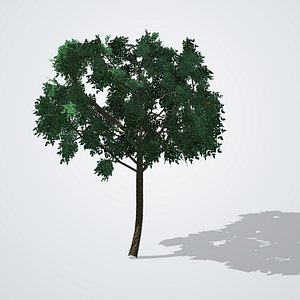 Orange Tree - Citrus sinensis
