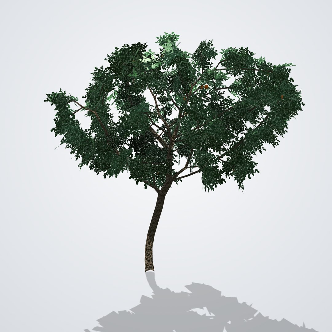 20 Trees Collection - Ornamental, Fruit and Shade Trees model https://p.turbosquid.com/ts-thumb/2B/EG9nJx/bI/citrussinensis_02_side_right/png/1792518168/1920x1080/fit_q87/7ab54ca6b1edd9a2214d7e3b7920fbe0e9bf9c8d/citrussinensis_02_side_right.jpg