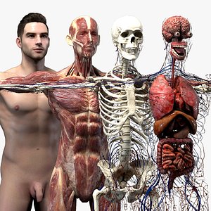 3D model realistic organs rigged