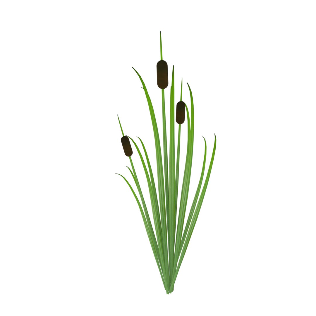 Reed Grass Model - TurboSquid 1198672