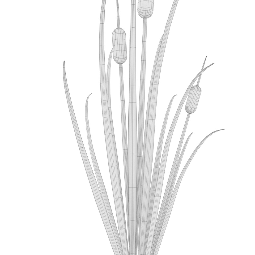 Reed Grass Model - TurboSquid 1198672
