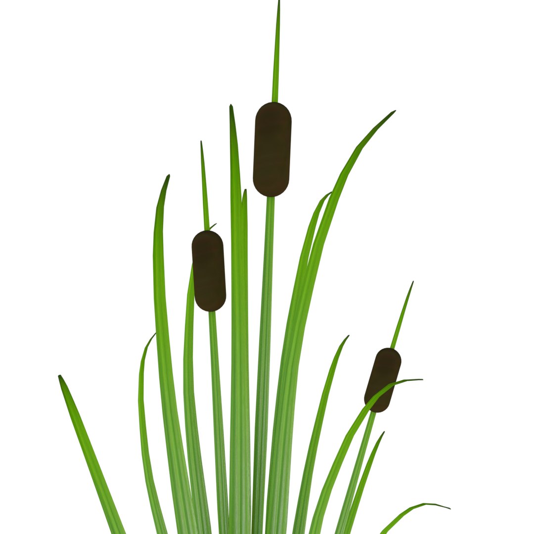 Reed Grass Model - TurboSquid 1198672