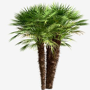 3D Set of European Fan Palm or Chamaerops Humilis trees - 3 Trees