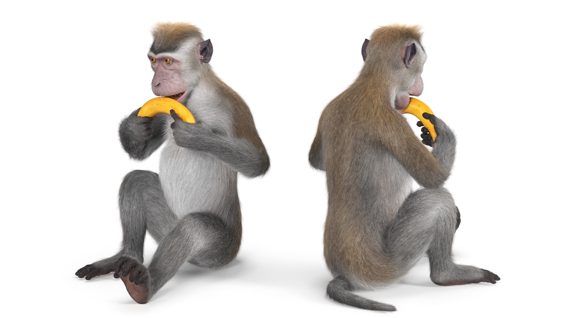 Gray Rhesus Macaque Eating Banana Fur 3D model preview