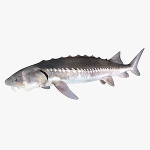 3d sturgeon fish